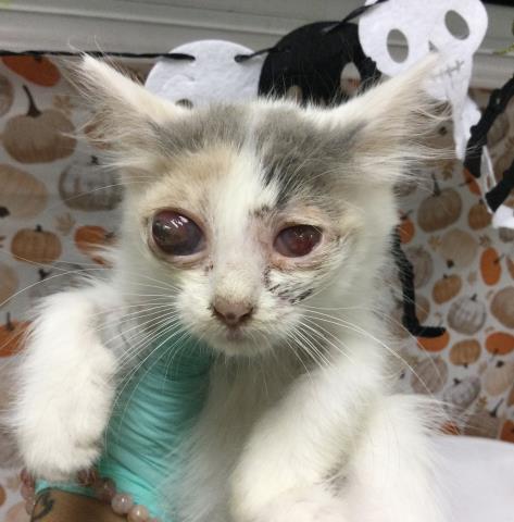 Shelter Stray Female Cat last seen Near BLOCK FORT DR, JURUPA VALLEY CA 92509, 6851 Van Buren Boulevard, Jurupa Valley, CA 92509, USA