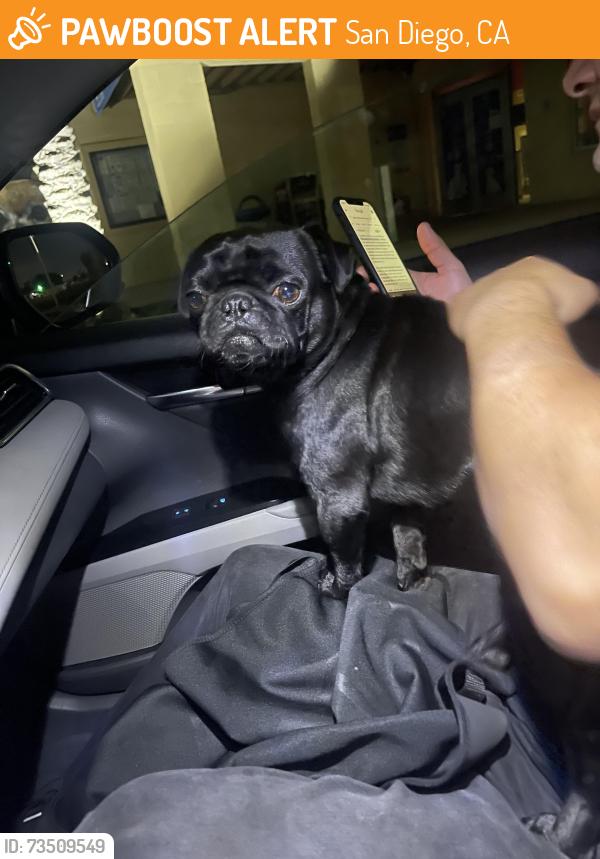 Found/Stray Male Dog last seen Near Piedra St, San Diego, CA 92154