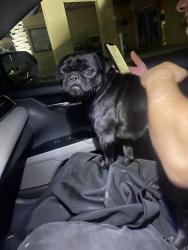 Found/Stray Male Dog last seen Near Piedra St, San Diego, CA 92154