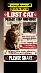 Lost Male Cat last seen Near st, Imperial Beach, CA 91932