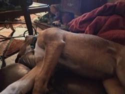 Reunited Female Dog last seen Near ave and lincon rd, Phoenix, AZ 85003