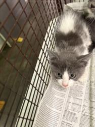 Shelter Stray Male Cat last seen , 1850 W 60th St, Los Angeles, CA 90047, USA