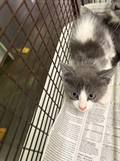 Shelter Stray Male Cat last seen , 1850 W 60th St, Los Angeles, CA 90047, USA