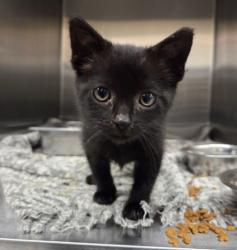 Shelter Stray Male Cat last seen Near BLOCK E 88TH, 12155 Park Blvd, Brighton, CO 80601, USA