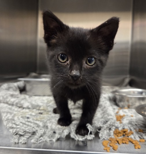 Shelter Stray Male Cat last seen Near BLOCK E 88TH, 12155 Park Blvd, Brighton, CO 80601, USA