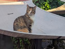 Reunited Female Cat last seen Merrill Lane, Osens RV Park, Livingston, MT 59047