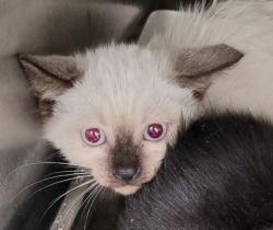 Shelter Stray Female Cat last seen , 1850 W 60th St, Los Angeles, CA 90047, USA