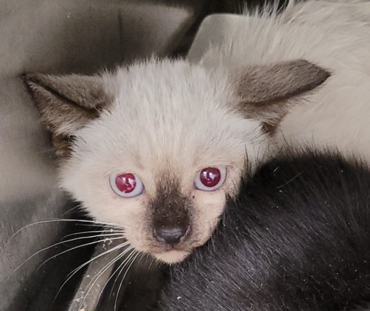 Shelter Stray Female Cat last seen , 1850 W 60th St, Los Angeles, CA 90047, USA