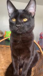 Lost Male Cat last seen Motel 6 Dugan exit, Wichita, KS 67209