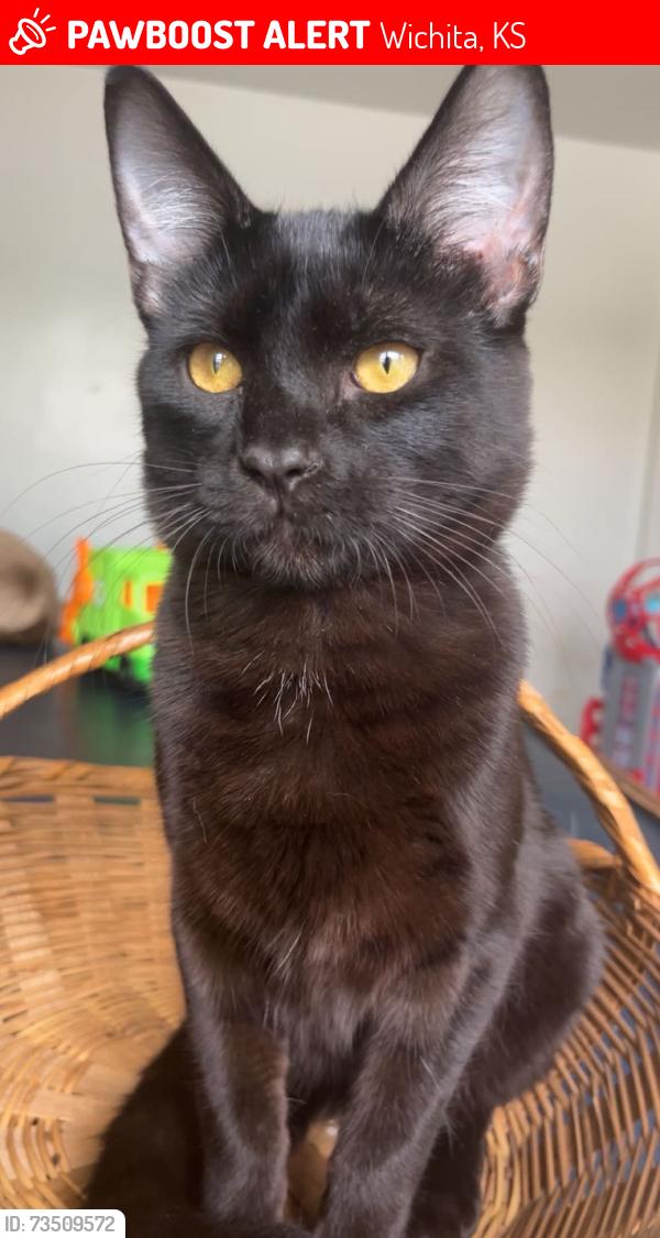 Lost Male Cat last seen Motel 6 Dugan exit, Wichita, KS 67209