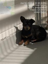 Shelter Stray Male Dog last seen Near BLOCK E HUNTINGTON BLVD, FRESNO CA 93702 2827, 5277 E Airways Blvd, Fresno, CA 93727, USA