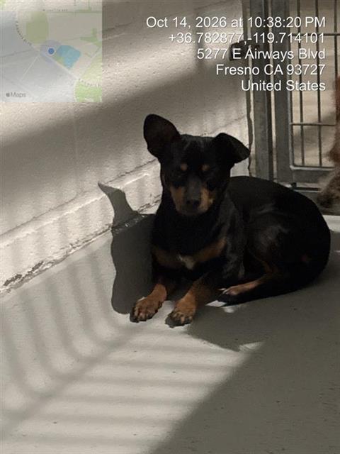 Shelter Stray Male Dog last seen Near BLOCK E HUNTINGTON BLVD, FRESNO CA 93702 2827, 5277 E Airways Blvd, Fresno, CA 93727, USA