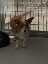 Shelter Stray Male Dog last seen Near BLOCK E HUNTINGTON BLVD, FRESNO CA 93702 2827, 5277 E Airways Blvd, Fresno, CA 93727, USA