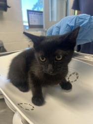 Shelter Stray Female Cat last seen ALAMANCE COUNTY, 221 Stone Quarry Rd, Burlington, NC 27217, USA