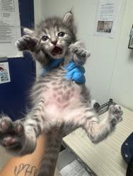 Shelter Stray Male Cat last seen Near BLOCK NORRIS RD, BAKERSFIELD CA 93308, 3951 Fruitvale Ave, Bakersfield, CA 93308, USA