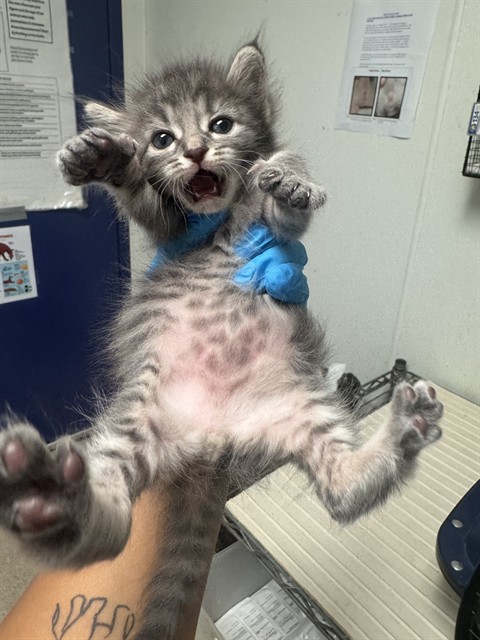 Shelter Stray Male Cat last seen Near BLOCK NORRIS RD, BAKERSFIELD CA 93308, 3951 Fruitvale Ave, Bakersfield, CA 93308, USA