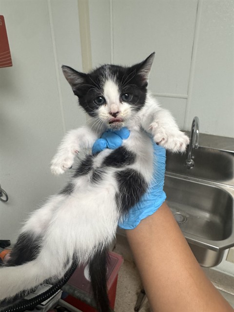 Shelter Stray Female Cat last seen Near BLOCK MONICA ST, BAKERSFIELD CA 93306, 3951 Fruitvale Ave, Bakersfield, CA 93308, USA