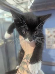 Shelter Stray Male Cat last seen SIERRA AND WABASH, 333 Chandler Pl, San Bernardino, CA 92408, USA
