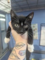 Shelter Stray Male Cat last seen SIERRA AND WABASH, 333 Chandler Pl, San Bernardino, CA 92408, USA