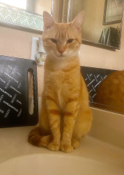 Reunited Female Cat last seen May Ranch, Perris, CA 92571