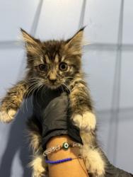 Shelter Stray Male Cat last seen WESTERN AVE X 8TH ST, 333 Chandler Pl, San Bernardino, CA 92408, USA