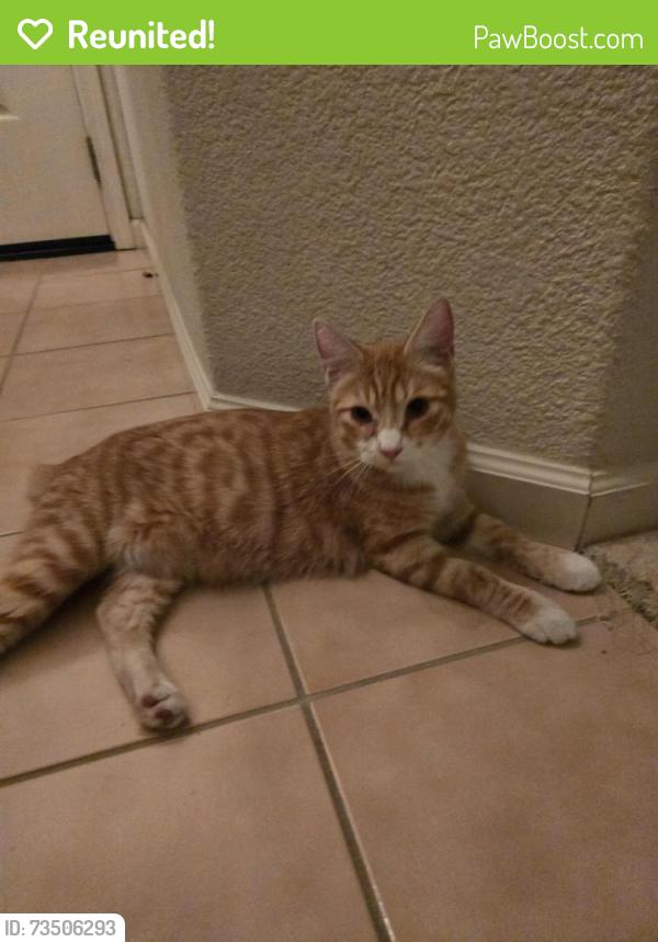 Reunited Male Cat last seen Meadow Brook Drive, Sand Creek Road, Brentwood, CA 94513