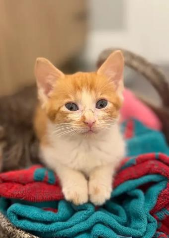 Shelter Stray Male Cat last seen CHARLOTTE, 8315 Byrum Dr, Charlotte, NC 28217, USA