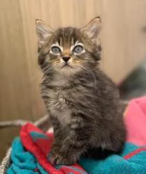 Shelter Stray Male Cat last seen CHARLOTTE, 8315 Byrum Dr, Charlotte, NC 28217, USA