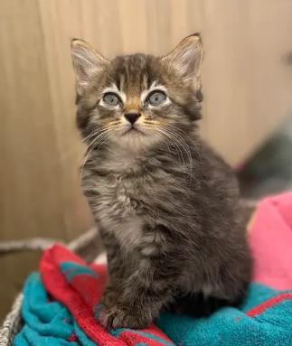 Shelter Stray Male Cat last seen CHARLOTTE, 8315 Byrum Dr, Charlotte, NC 28217, USA