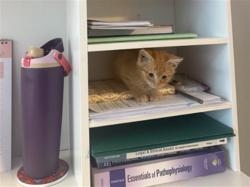 Shelter Stray Female Cat last seen CHARLOTTE, 8315 Byrum Dr, Charlotte, NC 28217, USA