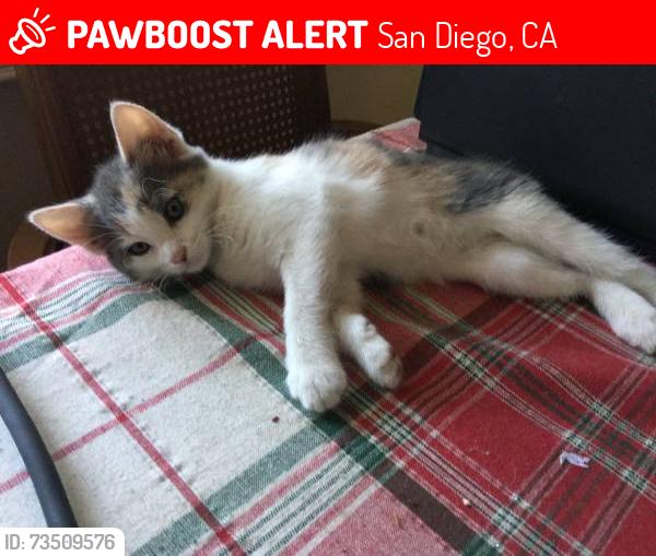 Lost Female Cat last seen Spartan/Muirlands, San Diego, CA 92037