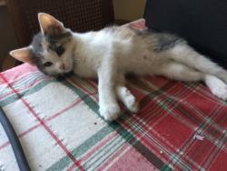 Lost Female Cat last seen Spartan/Muirlands, San Diego, CA 92037