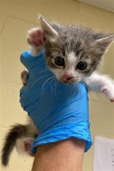 Shelter Stray Female Cat last seen 19TH AVE & JEFFREY AVE, 2127 Front St, Sacramento, CA 95818, USA