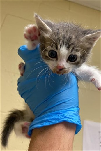 Shelter Stray Female Cat last seen 19TH AVE & JEFFREY AVE, 2127 Front St, Sacramento, CA 95818, USA