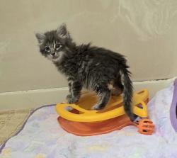 Shelter Stray Female Cat last seen Daniel Way and Chase Dr, Rancho Cordova, CA, 6201 Florin Perkins Rd, Sacramento, CA 95828, USA