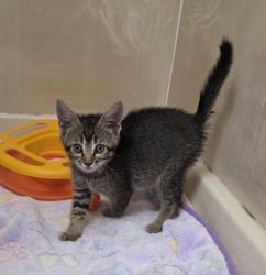 Shelter Stray Female Cat last seen Daniel Way and Chase Dr, Rancho Cordova, CA, 6201 Florin Perkins Rd, Sacramento, CA 95828, USA