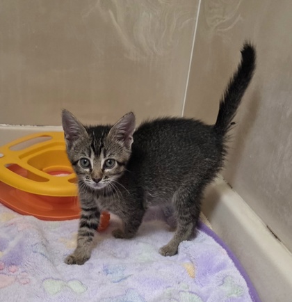 Shelter Stray Female Cat last seen Daniel Way and Chase Dr, Rancho Cordova, CA, 6201 Florin Perkins Rd, Sacramento, CA 95828, USA