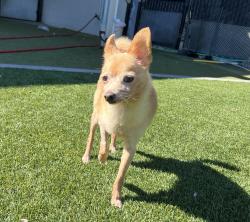 Shelter Stray Male Dog last seen Near Jojo Court, San Diego, CA, 92114, El Cajon, CA 92020, USA