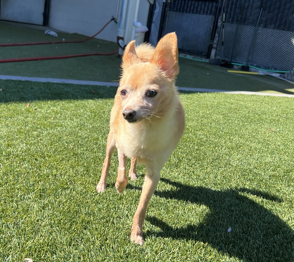 Shelter Stray Male Dog last seen Near Jojo Court, San Diego, CA, 92114, El Cajon, CA 92020, USA