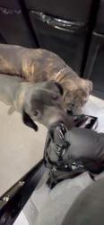 Reunited Male Dog last seen Mojave & Paz, Victorville, CA 92394