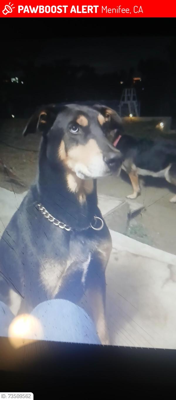 Lost Male Dog last seen Goetz road, quail valley CA, Menifee, CA 92587
