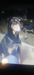 Lost Male Dog last seen Goetz road, quail valley CA, Menifee, CA 92587