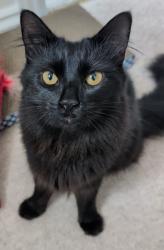 Reunited Female Cat last seen Middle Road, North Baddesley, England 