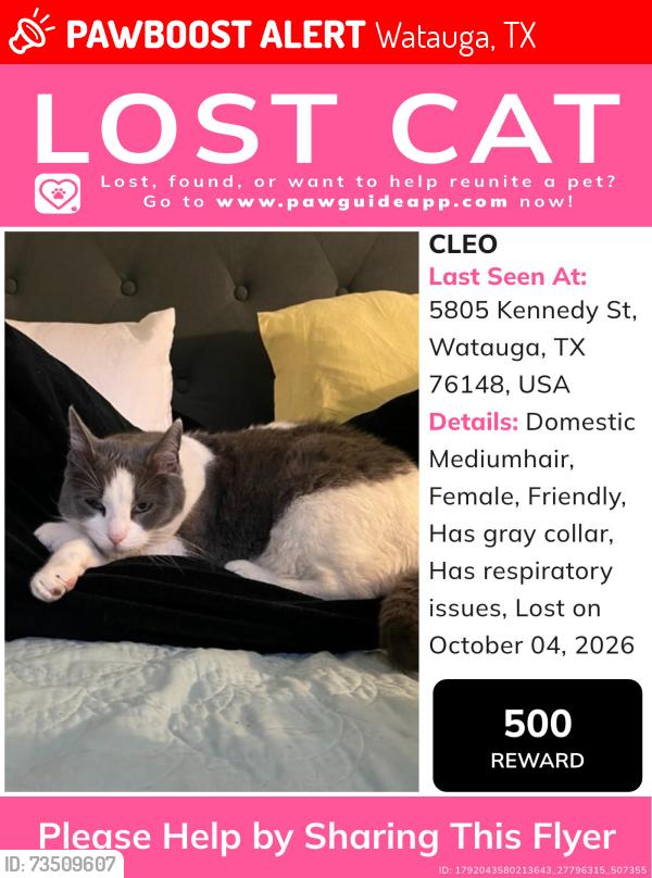 Lost Female Cat last seen Patsy ln and Kennedy st, Watauga, TX 76148