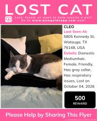 Lost Female Cat last seen Patsy ln and Kennedy st, Watauga, TX 76148