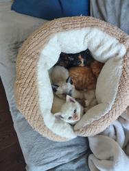 Lost Male Cat last seen Lundeen / 15t NE, Lake Stevens, WA 98258