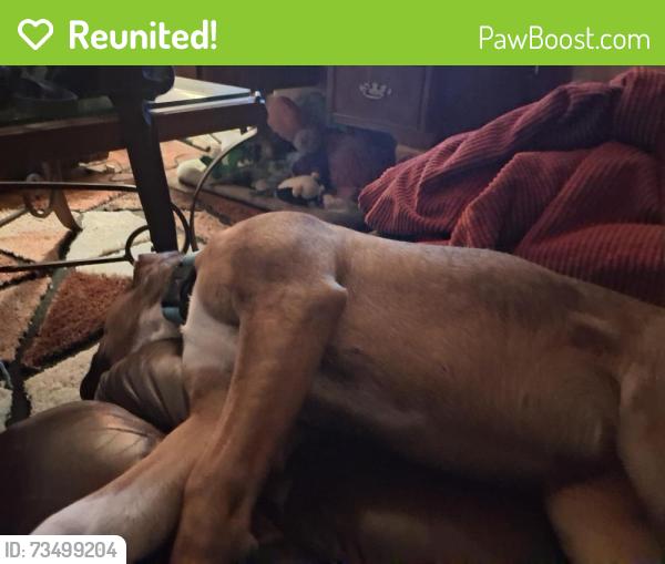 Reunited Female Dog last seen Near ave and lincon rd, Phoenix, AZ 85003
