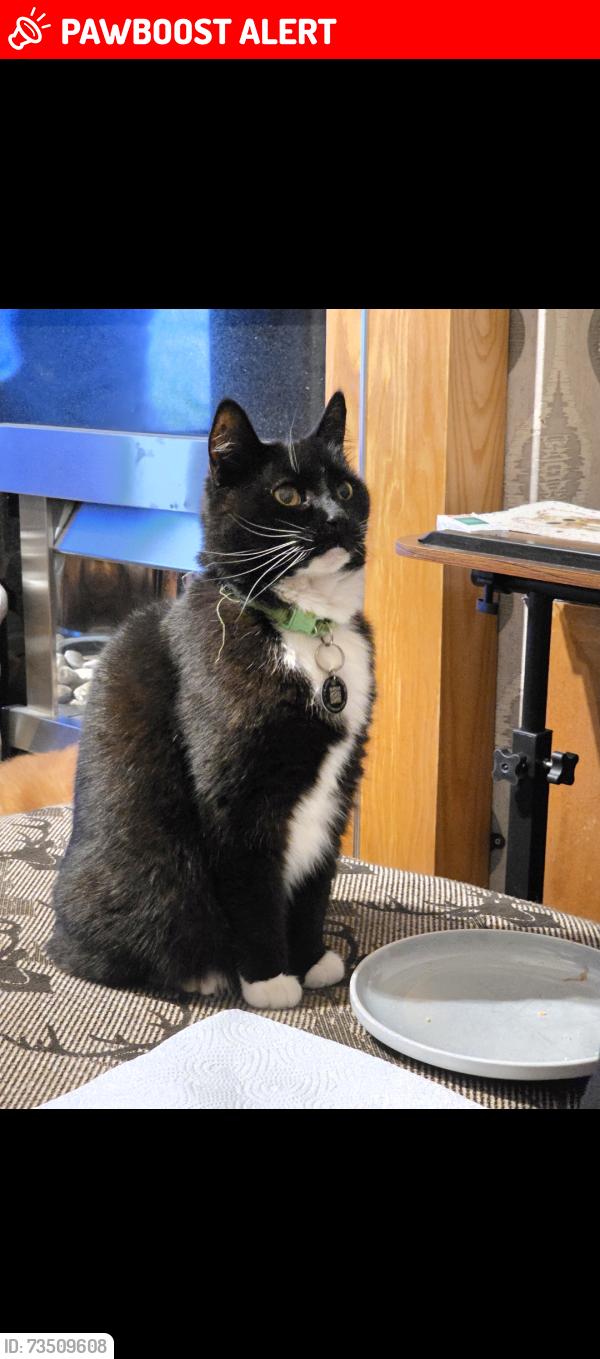 Lost Female Cat last seen Sidney road, North Lincolnshire, England DN17 1QL
