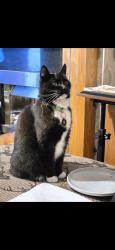 Lost Female Cat last seen Sidney road, North Lincolnshire, England DN17 1QL