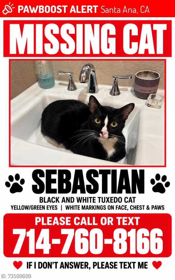 Lost Male Cat last seen Saddleback highschool, Santa Ana, CA 92707